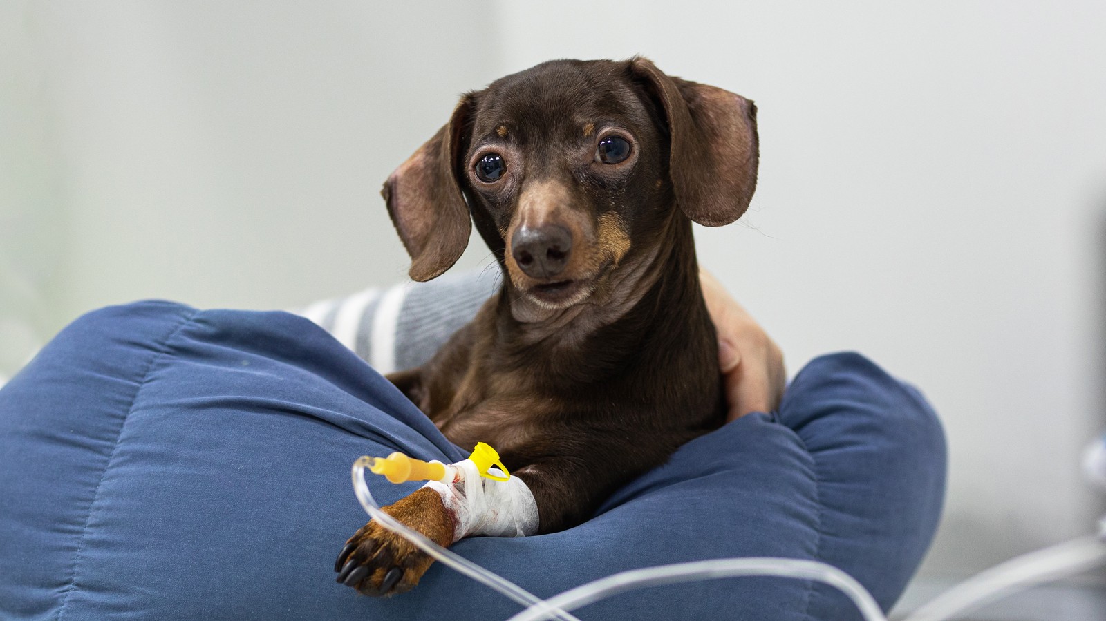 Veterinary lab bloodwork analysis