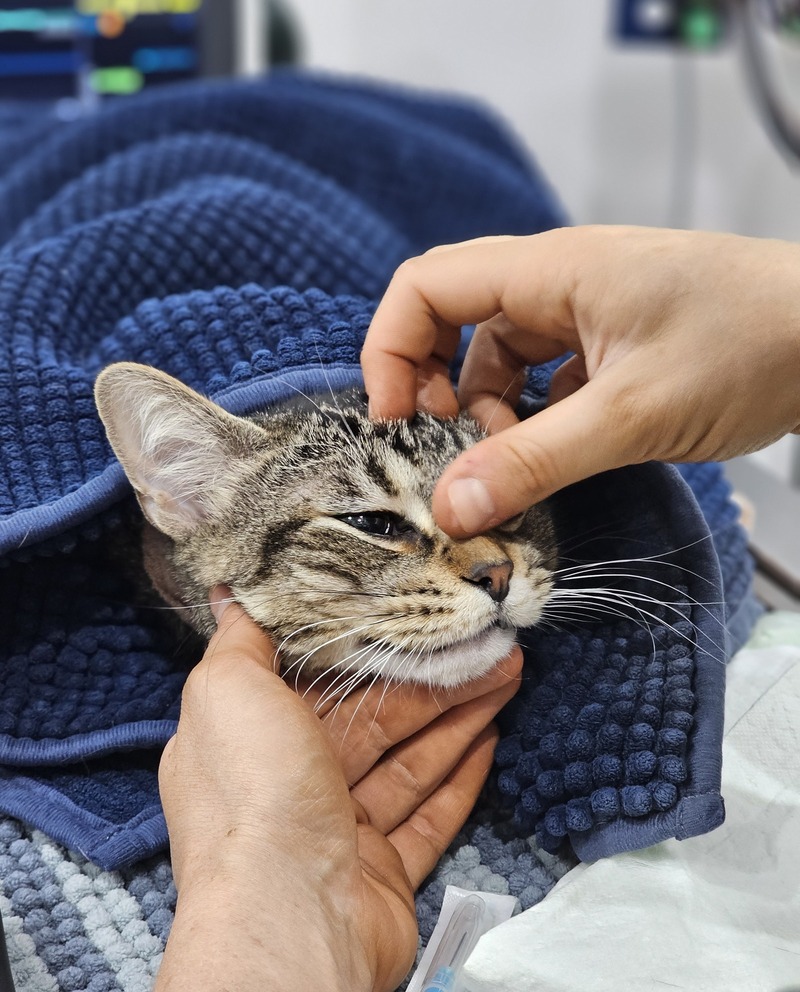 Veterinary monitoring equipment