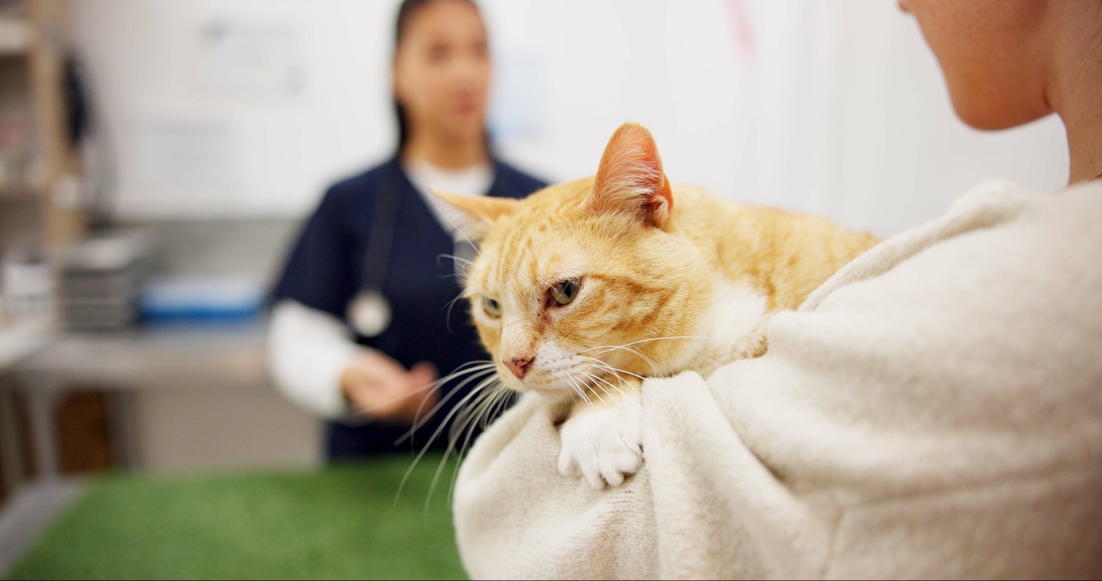 Veterinary team providing attentive patient care