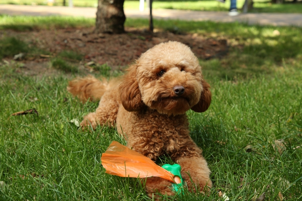 Dog-Friendly Breweries