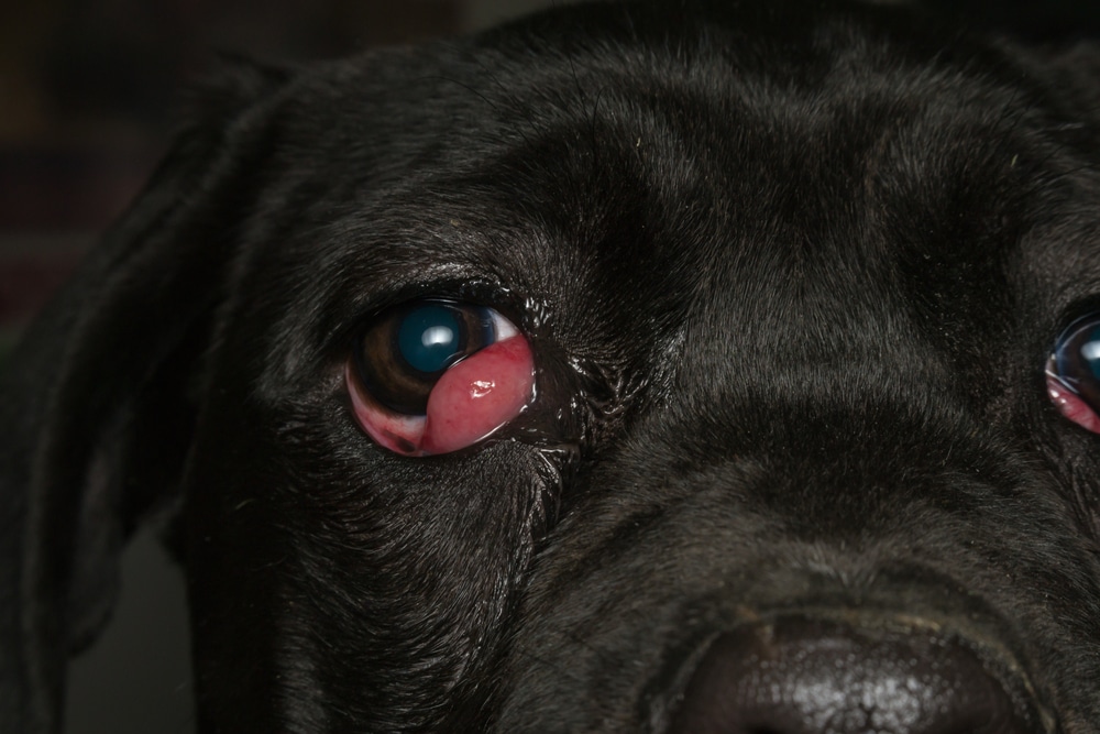Cherry Eye Treatment