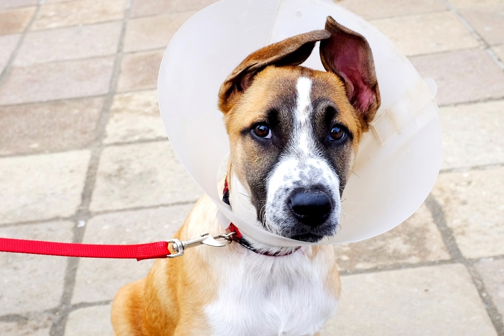 Common Dog Surgeries
