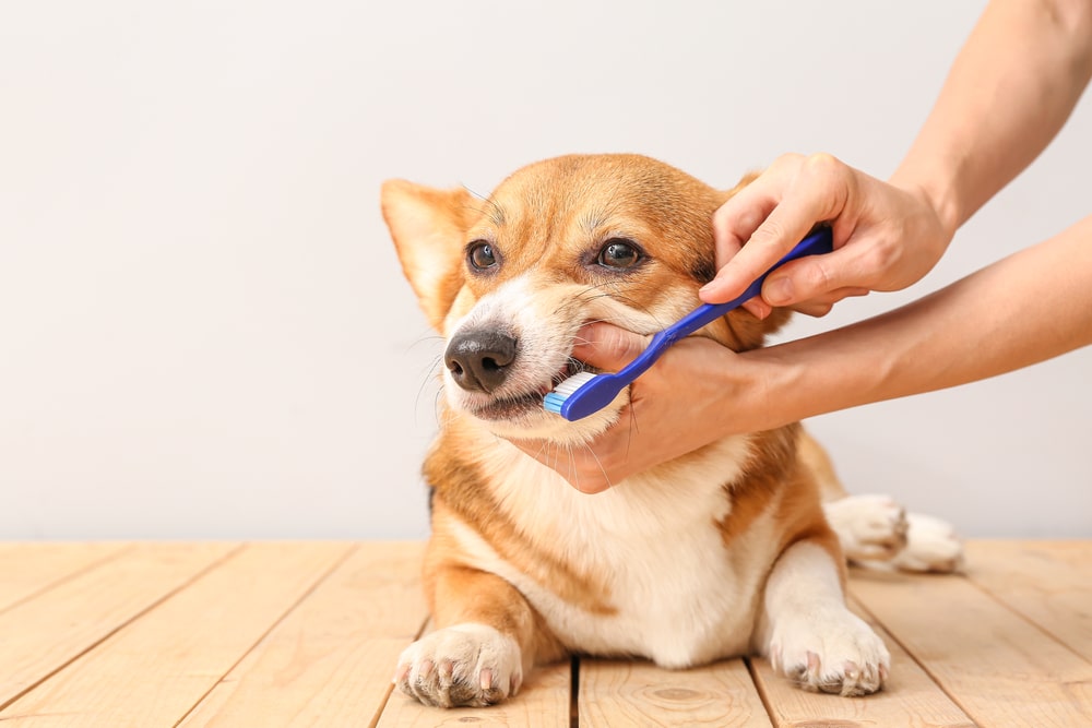 Professional Dental Cleanings