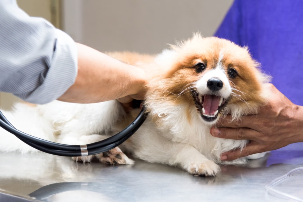 New Pet Parent Checklist