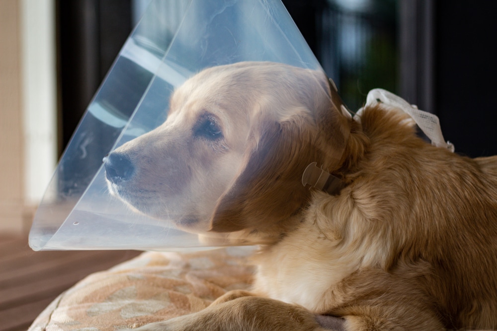Why Spaying & Neutering Matters