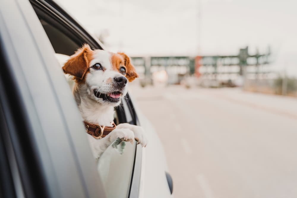Summer Pet Safety