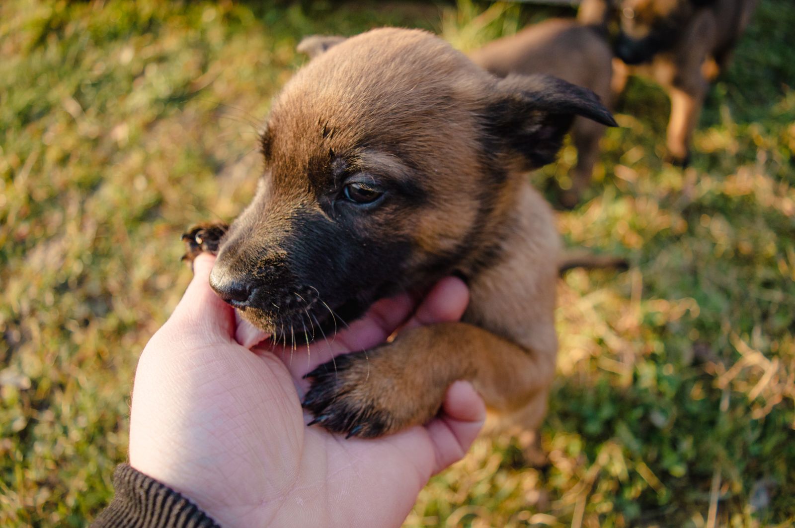 A puppy resting gently in a caregiver's hand outdoors