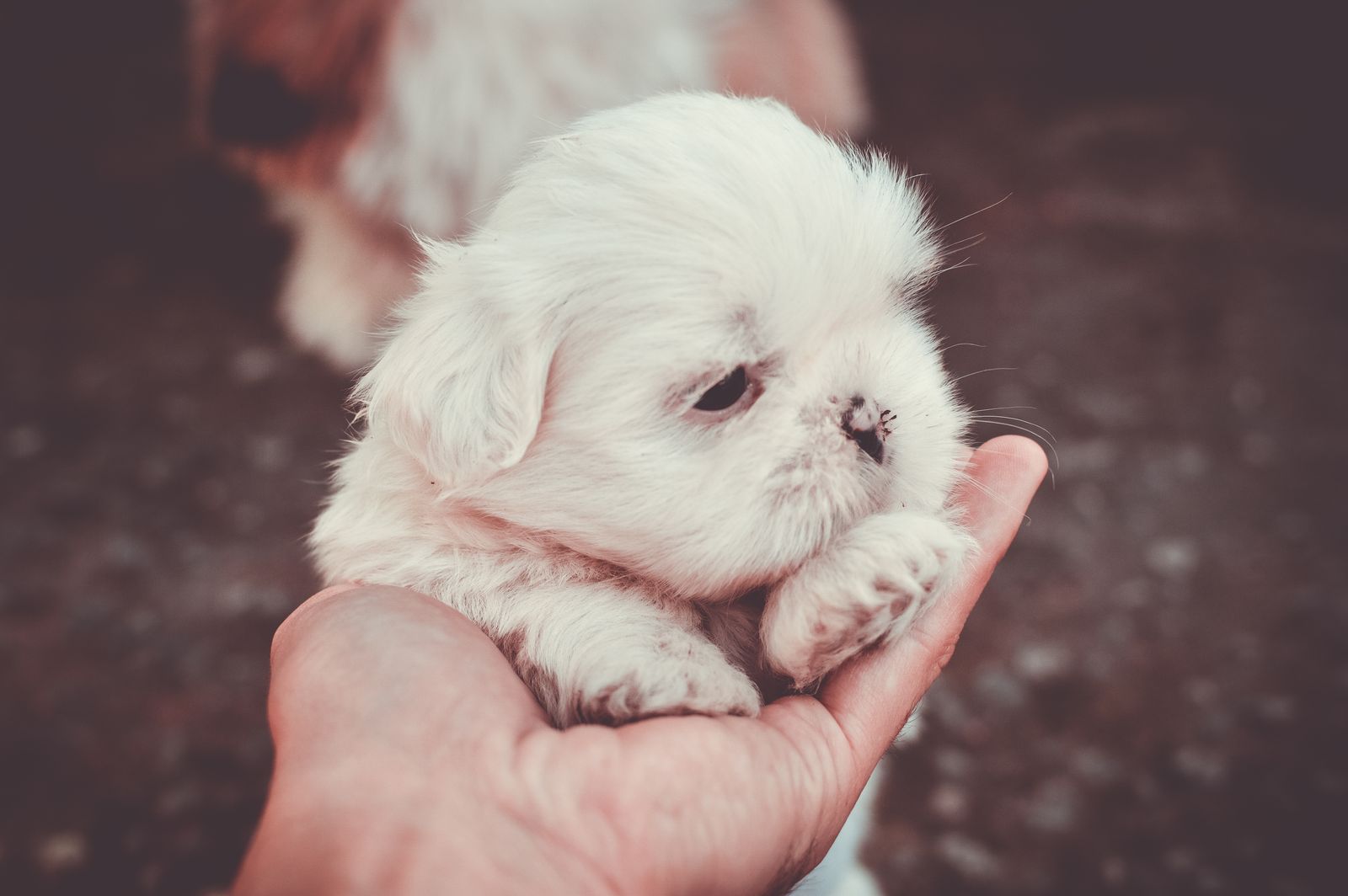 A small white puppy cradled in an open palm