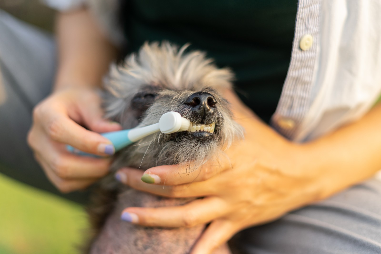 [PLACEHOLDER] Pet owner brushing dog's teeth at home