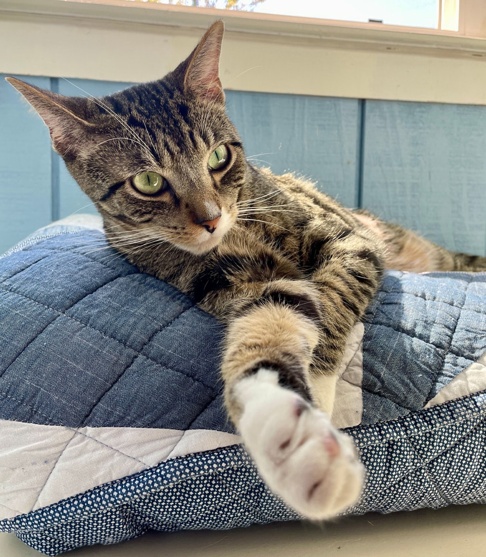 Tabby cat relaxing