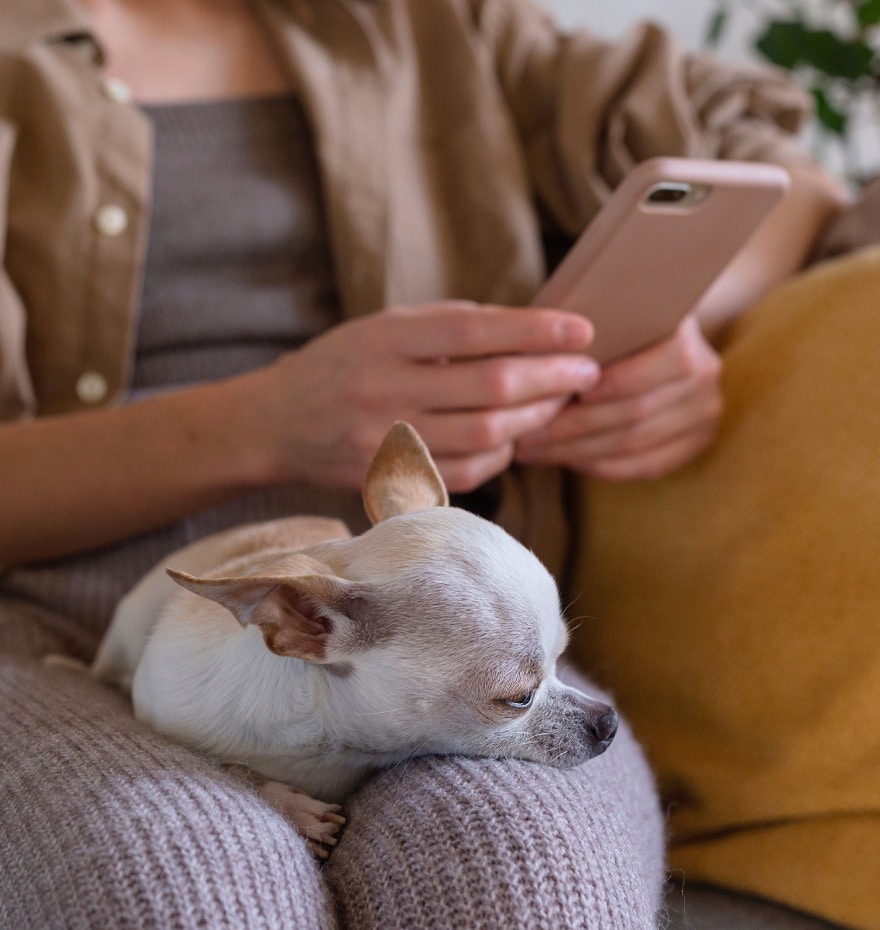 Woman on phone with chihuahua