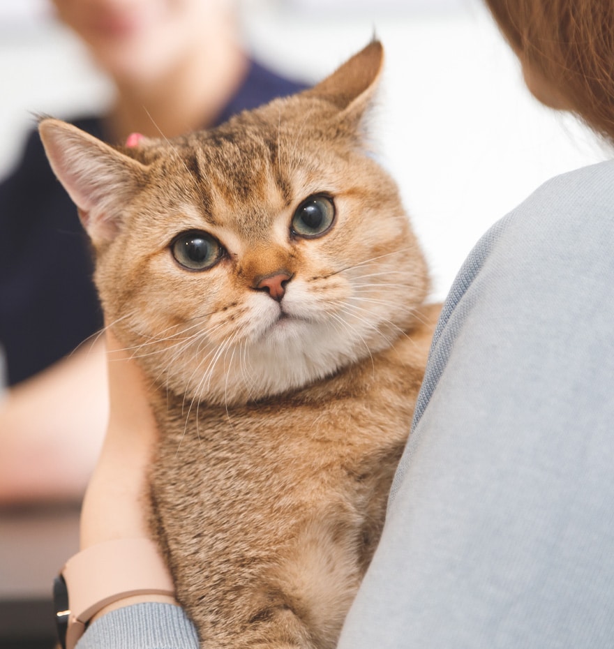 Orange tabby cat