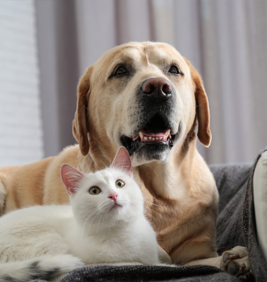 Golden retriever and white cat together