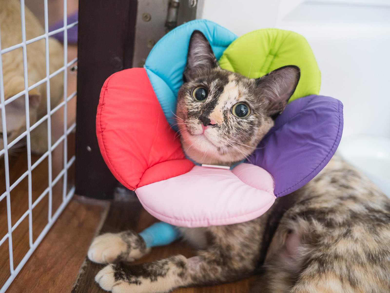 Cat recovering with colorful cone