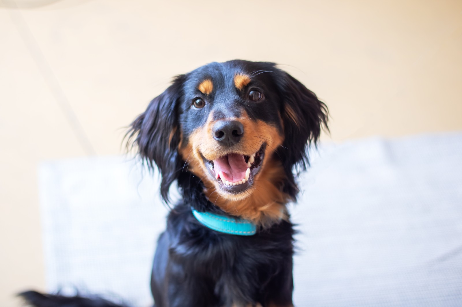 Happy dog smiling after recovery