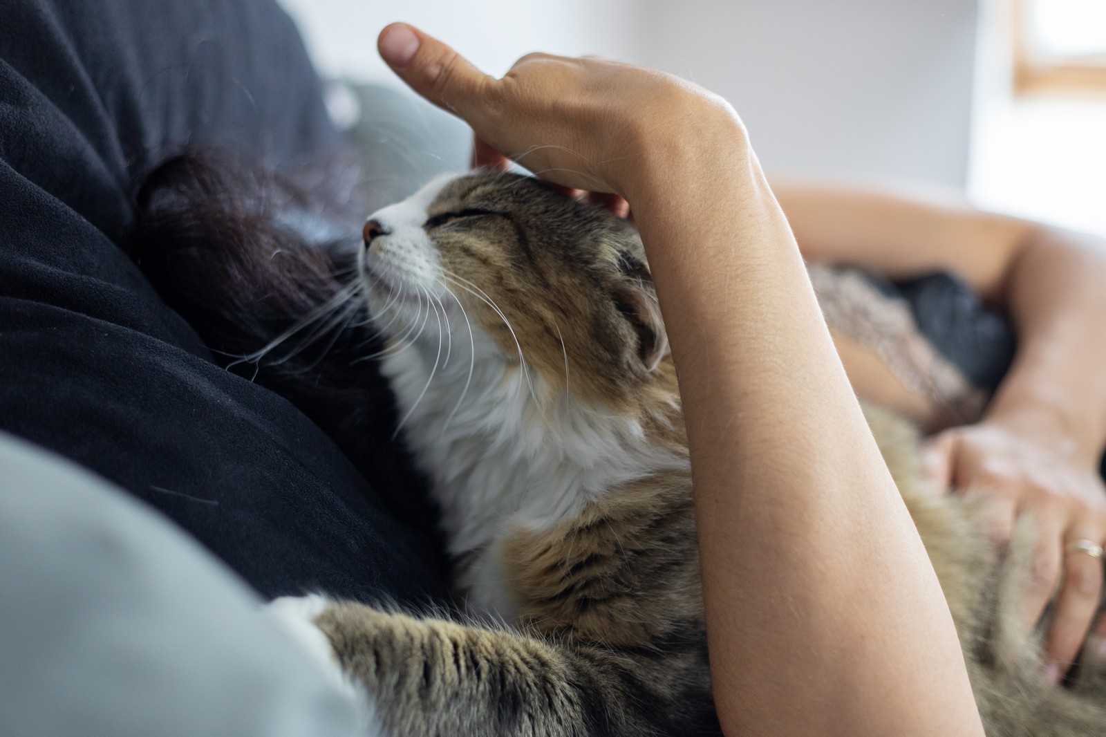 Cat being petted by owner