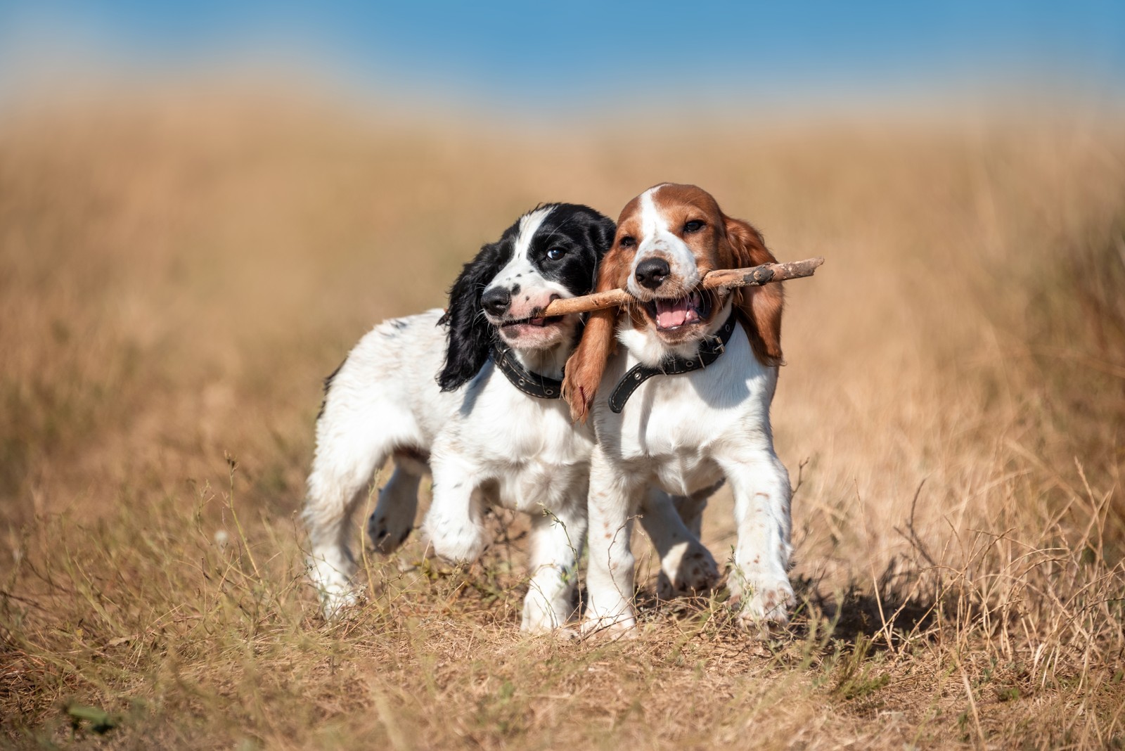 Two puppies sharing a stick