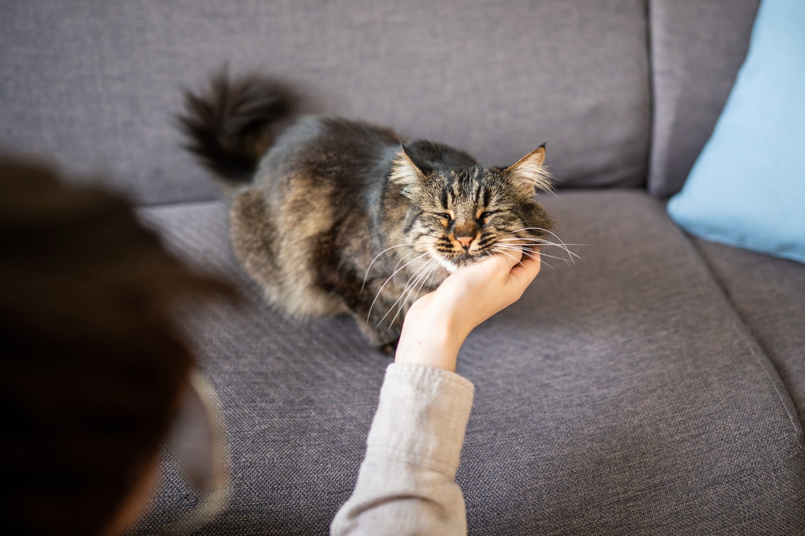Person petting a content tabby cat on the couch
