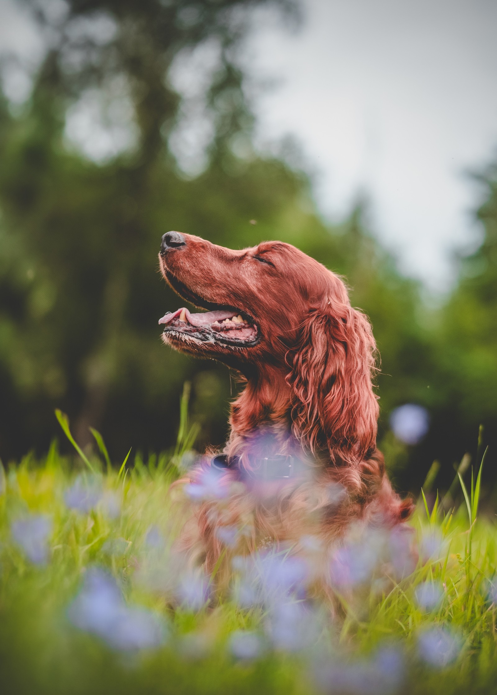 Irish Setter sitting happily in a field of wildflowers