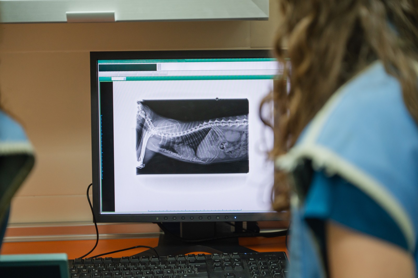 Veterinarian reviewing pet x-ray on monitor