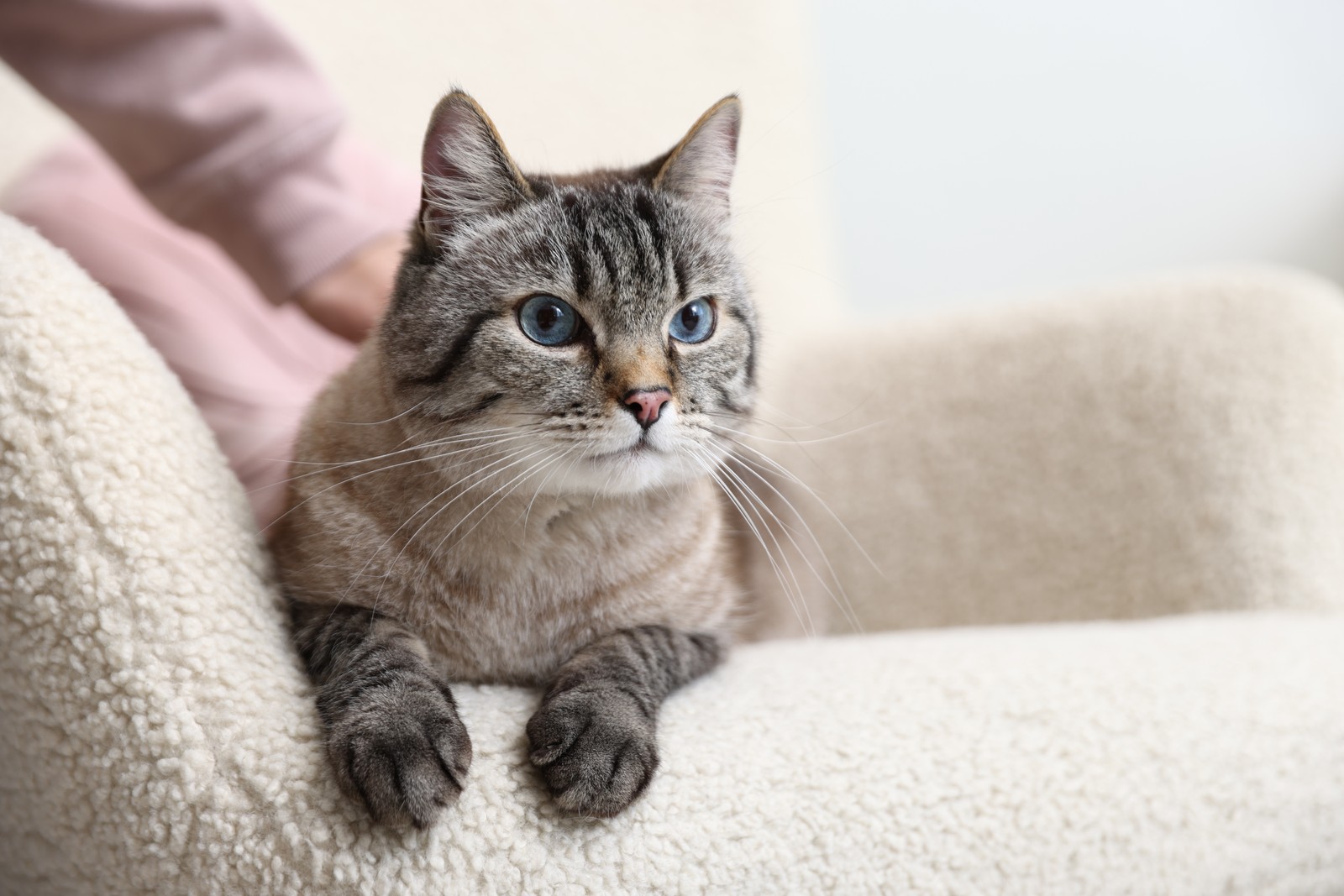 Cat relaxing on couch
